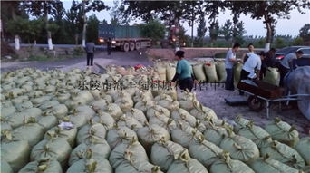 200噸飼料棗、爛棗、棗皮批發 樂陵市海豐飼料原料銷售中心價格優勢與產品實拍